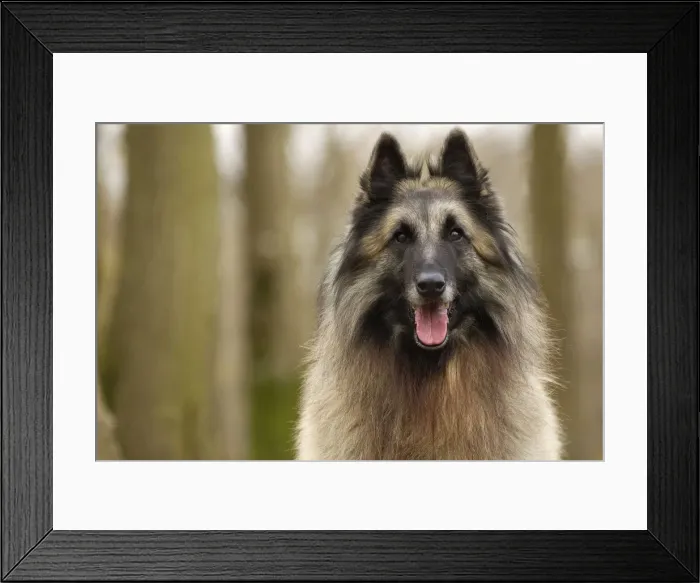 Framed Print : Picture No. 10895546 Framed Print : Picture No. 10895546