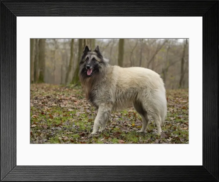 Framed Print : Picture No. 10895548 Framed Print : Picture No. 10895548
