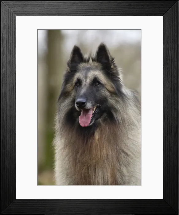 Framed Print : Picture No. 10895547 Framed Print : Picture No. 10895547
