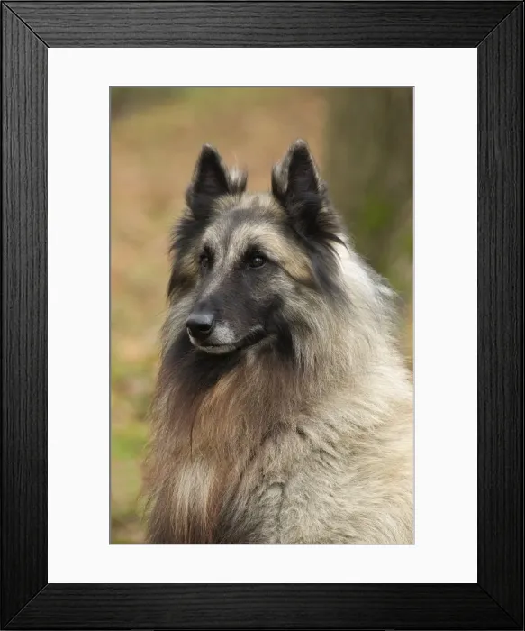 Framed Print : Picture No. 10895550 Framed Print : Picture No. 10895550