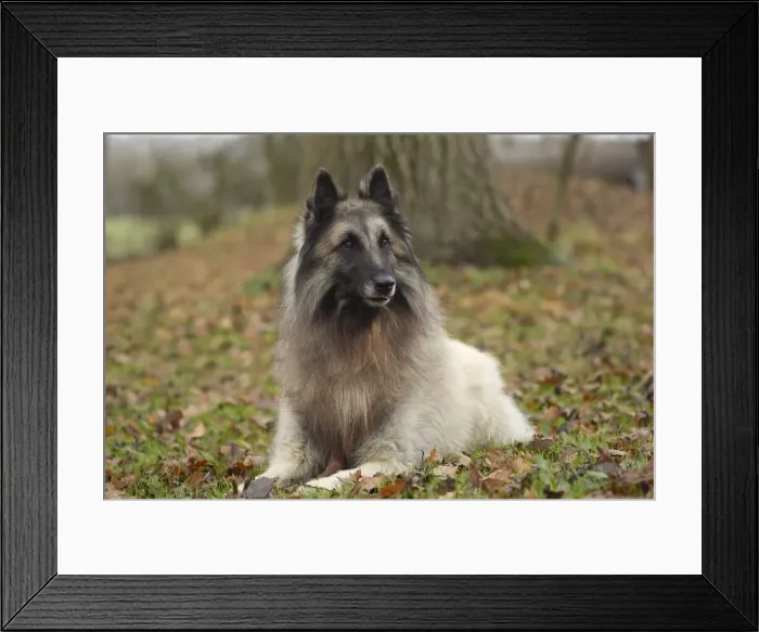 Framed Print : Picture No. 10895552 Framed Print : Picture No. 10895552