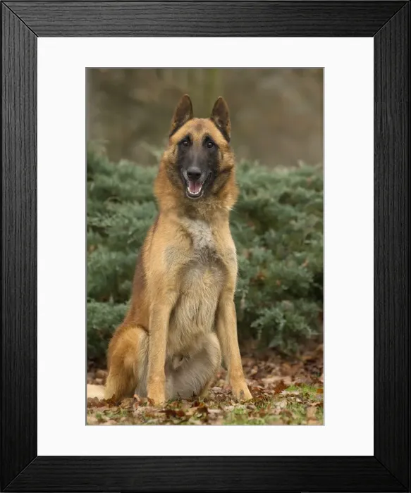 Framed Print : Picture No. 10895553 Framed Print : Picture No. 10895553