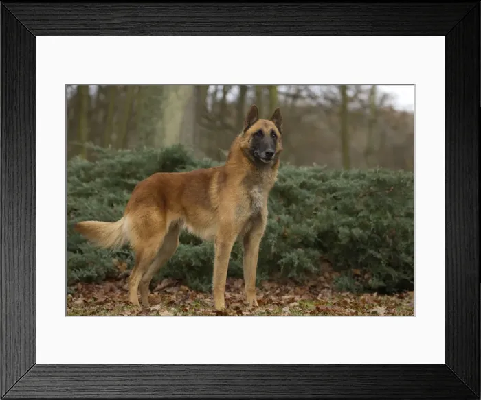 Framed Print : Picture No. 10895554 Framed Print : Picture No. 10895554