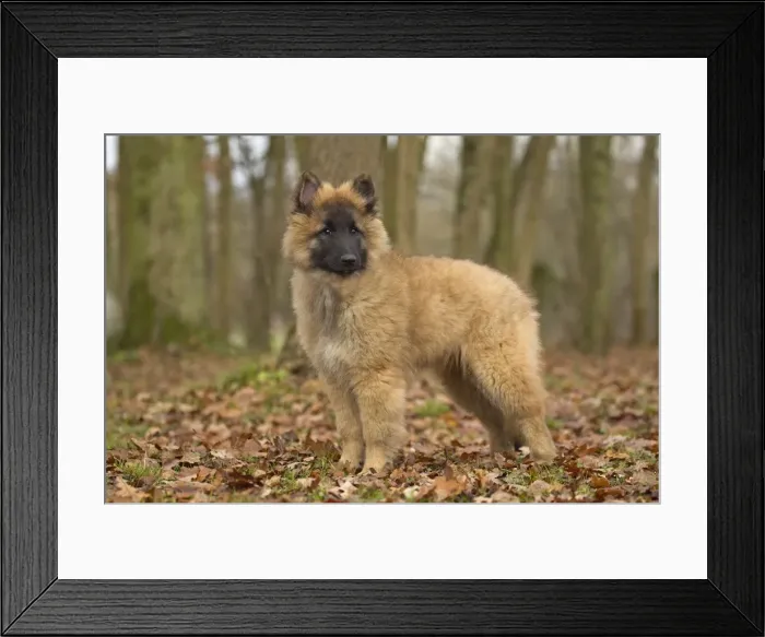 Framed Print : Picture No. 10895558 Framed Print : Picture No. 10895558