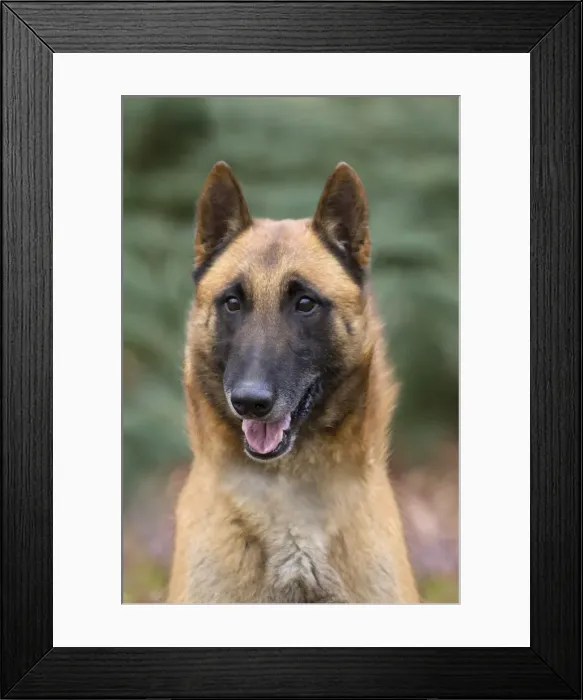 Framed Print : Picture No. 10895555 Framed Print : Picture No. 10895555