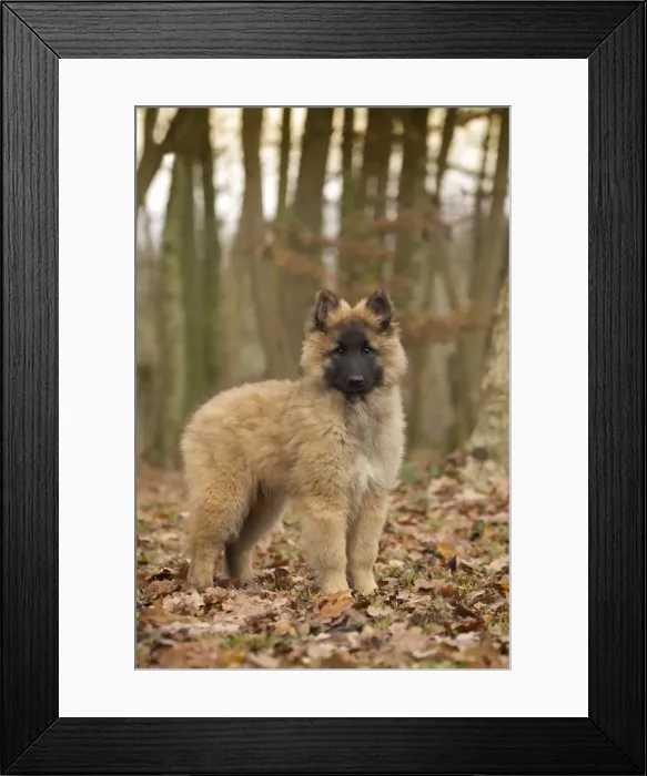 Framed Print : Picture No. 10895559 Framed Print : Picture No. 10895559