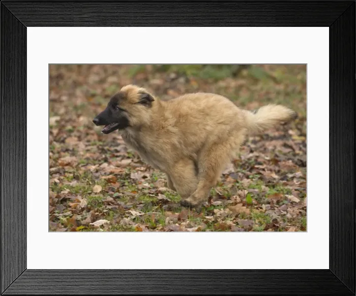 Framed Print : Picture No. 10895560