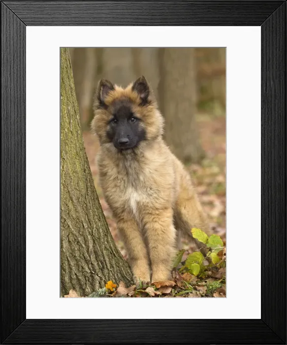 Framed Print : Picture No. 10895556 Framed Print : Picture No. 10895556
