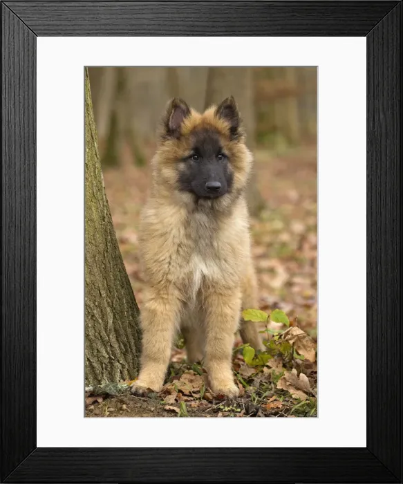 Framed Print : Picture No. 10895557 Framed Print : Picture No. 10895557