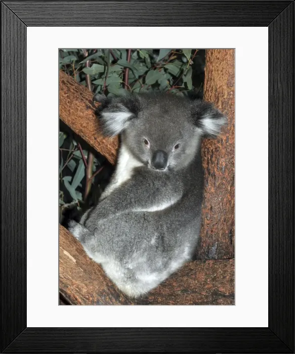 Framed Print : Picture No. 10895564 Framed Print : Picture No. 10895564