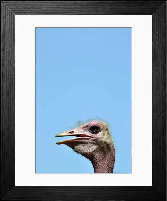 Framed Print : Picture No. 10895566 Framed Print : Picture No. 10895566