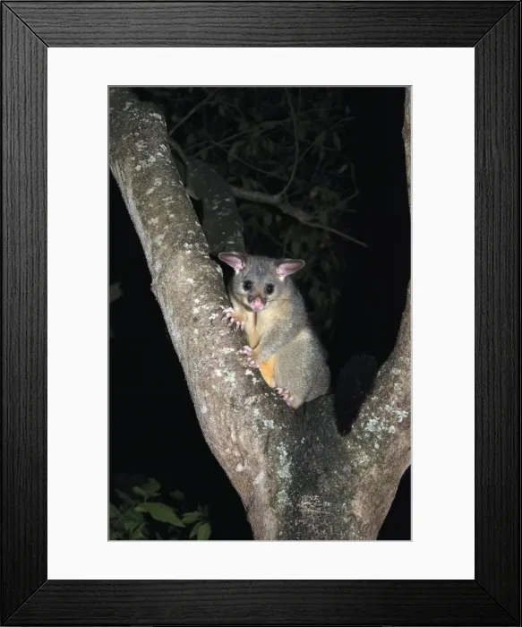 Framed Print : Picture No. 10895565 Framed Print : Picture No. 10895565