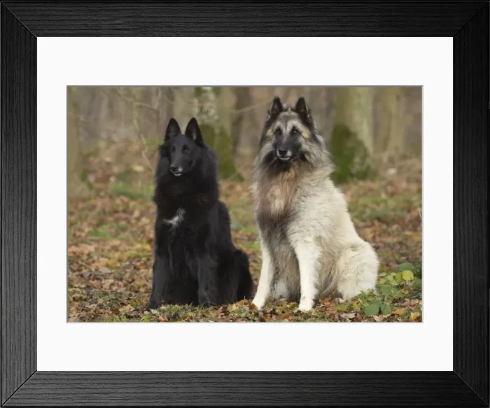 Framed Print : Picture No. 10895561