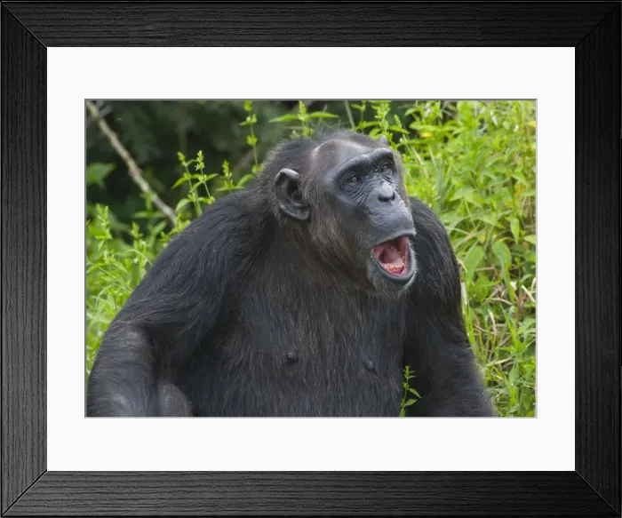 Framed Print : Picture No. 10895602 Framed Print : Picture No. 10895602