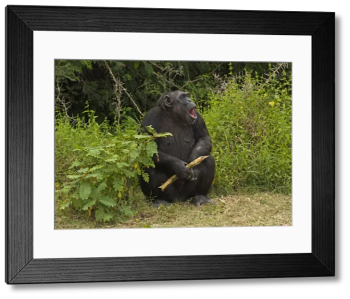 Framed Print : Picture No. 10895606