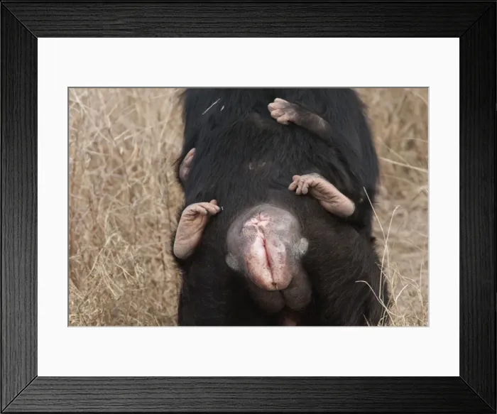 Framed Print : Picture No. 10895604 Framed Print : Picture No. 10895604