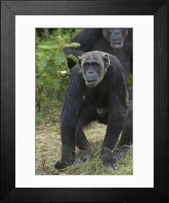 Framed Print : Picture No. 10895600
