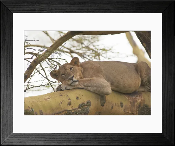 Framed Print : Picture No. 10895609 Framed Print : Picture No. 10895609
