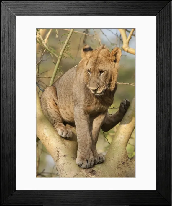 Framed Print : Picture No. 10895612 Framed Print : Picture No. 10895612