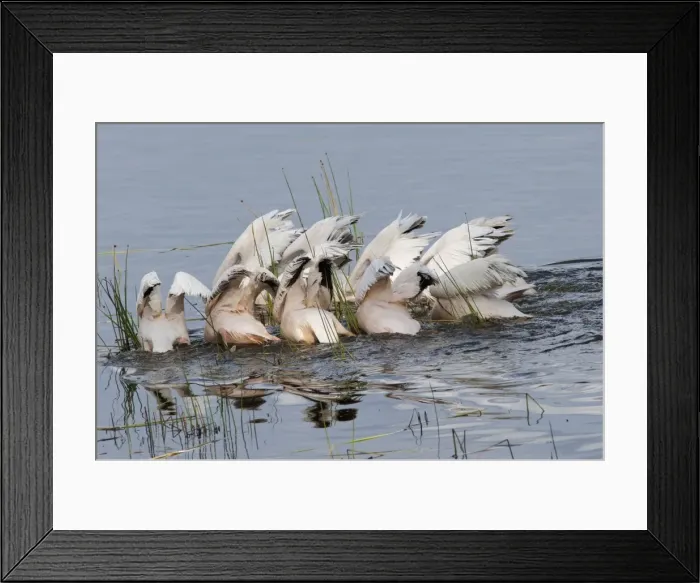 Framed Print : Picture No. 10895608 Framed Print : Picture No. 10895608