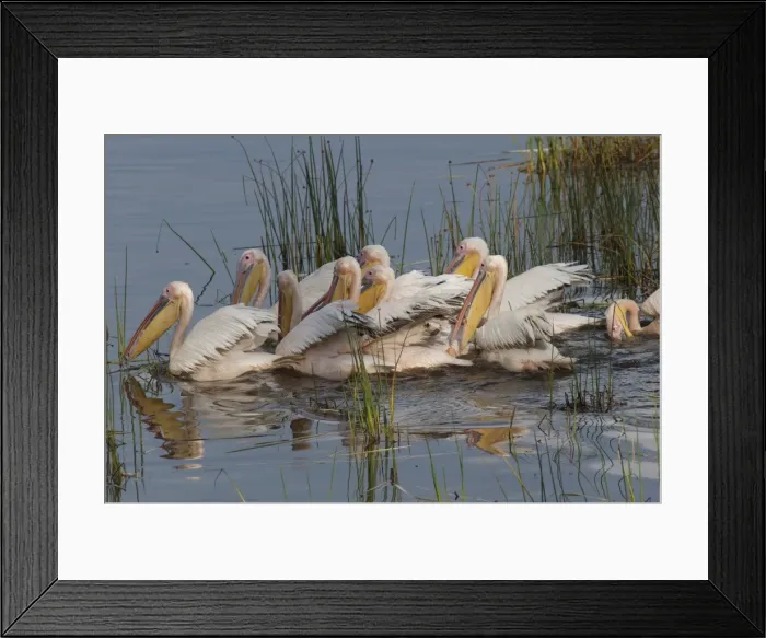 Framed Print : Picture No. 10895607 Framed Print : Picture No. 10895607