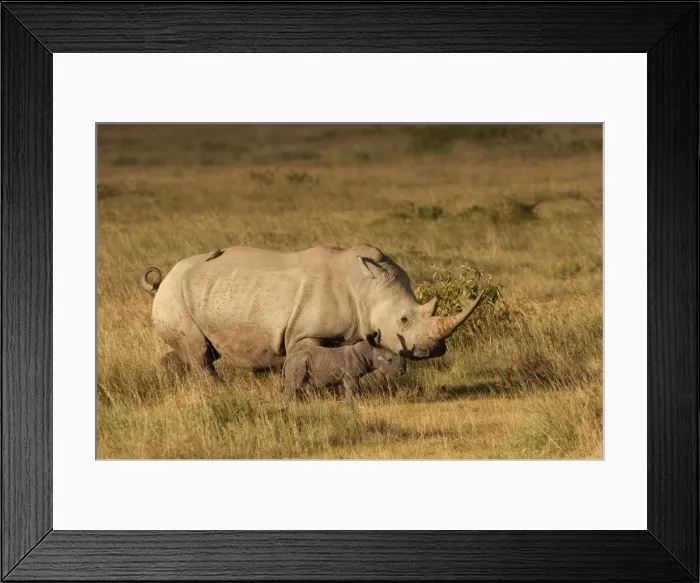 Framed Print : Picture No. 10895613 Framed Print : Picture No. 10895613