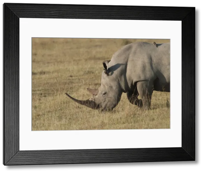 Framed Print : Picture No. 10895618 Framed Print : Picture No. 10895618