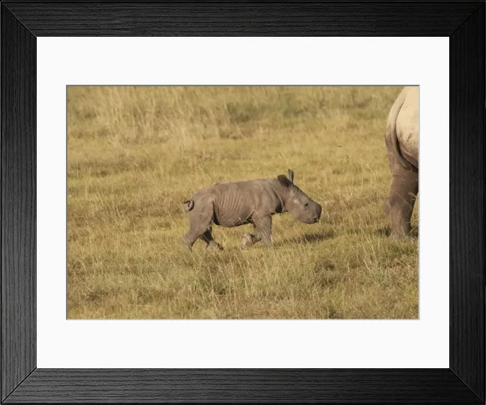 Framed Print : Picture No. 10895616 Framed Print : Picture No. 10895616