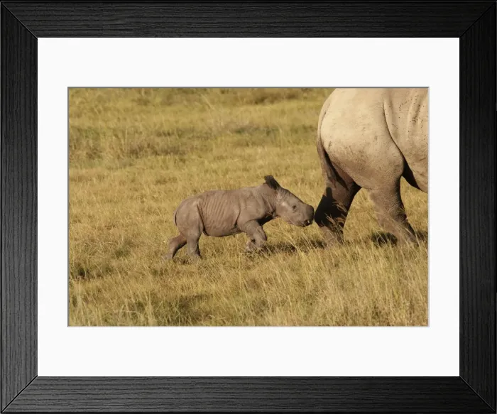 Framed Print : Picture No. 10895615 Framed Print : Picture No. 10895615