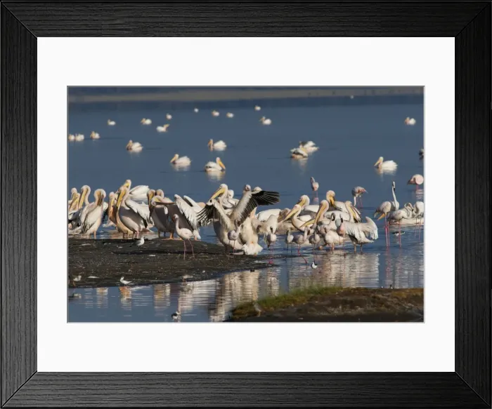 Framed Print : Picture No. 10895619 Framed Print : Picture No. 10895619