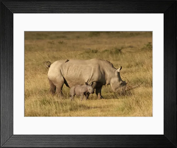 Framed Print : Picture No. 10895614 Framed Print : Picture No. 10895614