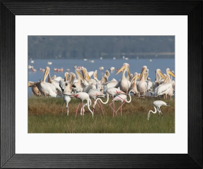 Framed Print : Picture No. 10895623 Framed Print : Picture No. 10895623