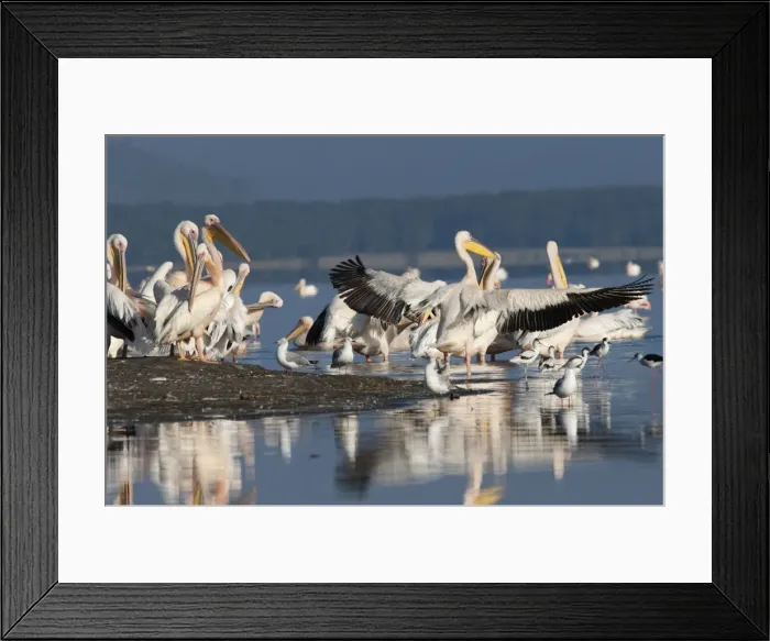 Framed Print : Picture No. 10895621 Framed Print : Picture No. 10895621