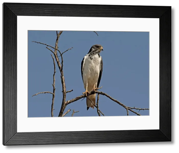 Framed Print : Picture No. 10895625 Framed Print : Picture No. 10895625
