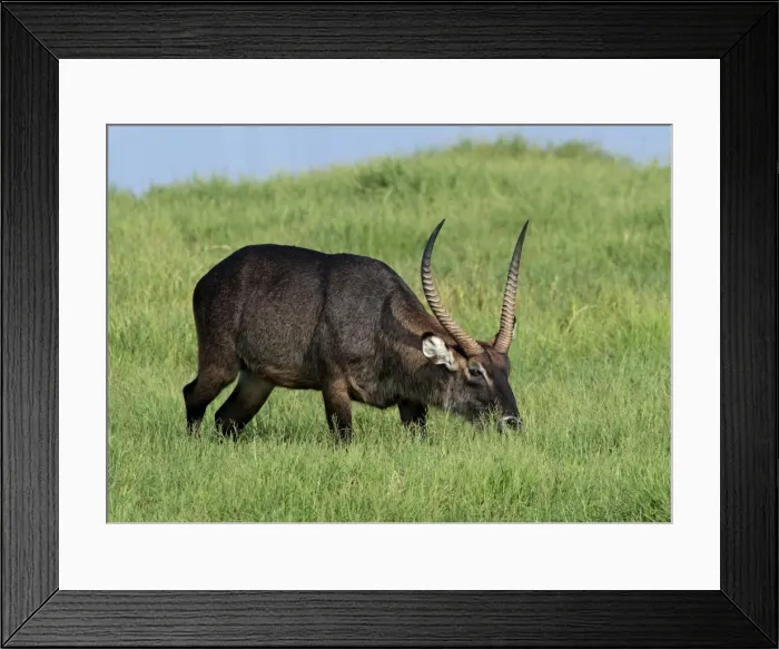 Framed Print : Picture No. 10895624 Framed Print : Picture No. 10895624