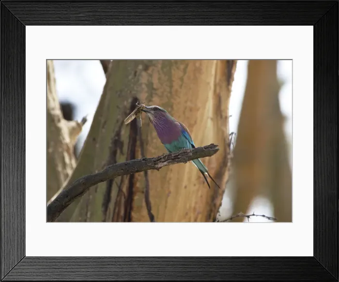 Framed Print : Picture No. 10895626 Framed Print : Picture No. 10895626