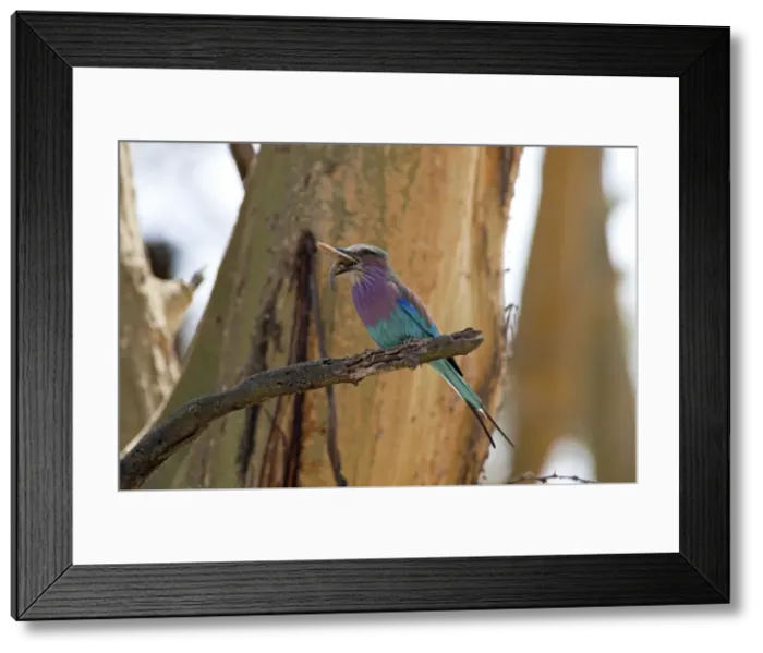 Framed Print : Picture No. 10895627 Framed Print : Picture No. 10895627