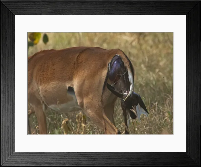 Framed Print : Picture No. 10895630