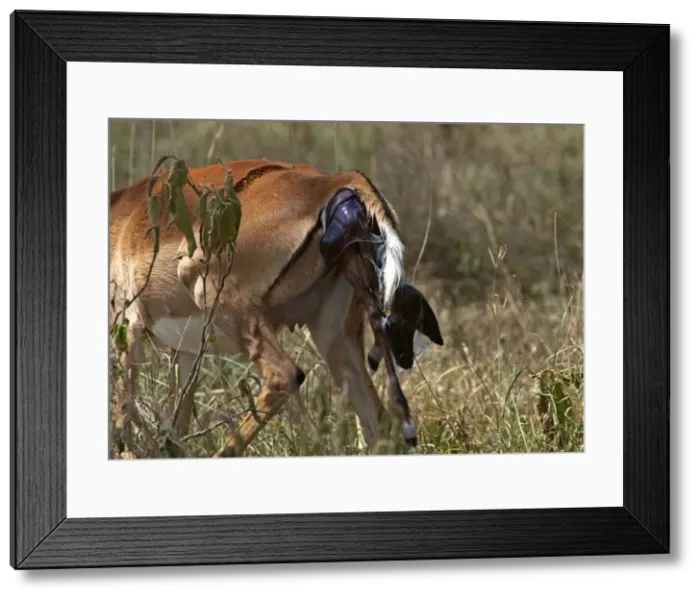 Framed Print : Picture No. 10895629 Framed Print : Picture No. 10895629