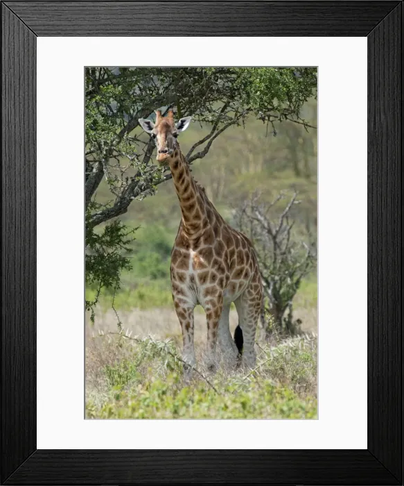 Framed Print : Picture No. 10895628 Framed Print : Picture No. 10895628