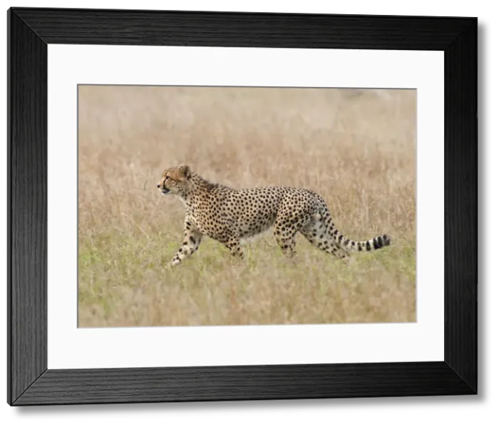 Framed Print : Picture No. 10895631 Framed Print : Picture No. 10895631