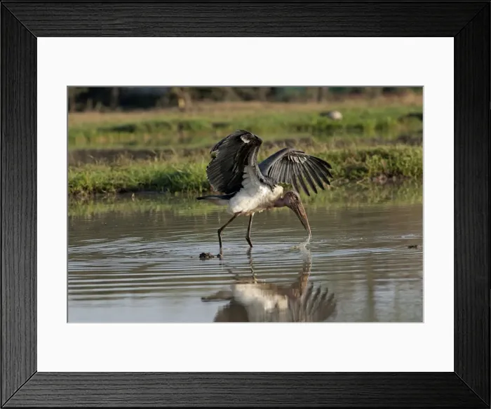 Framed Print : Picture No. 10895638 Framed Print : Picture No. 10895638