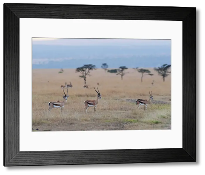 Framed Print : Picture No. 10895632