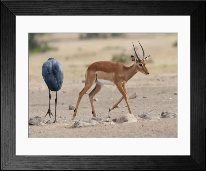 Framed Print : Picture No. 10895640 Framed Print : Picture No. 10895640
