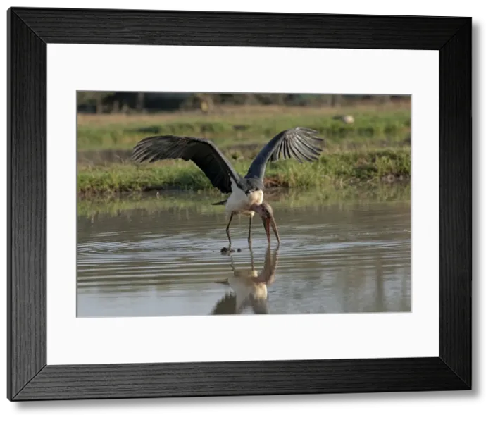 Framed Print : Picture No. 10895637 Framed Print : Picture No. 10895637