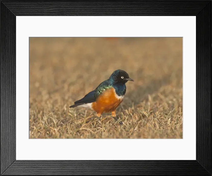 Framed Print : Picture No. 10895636 Framed Print : Picture No. 10895636