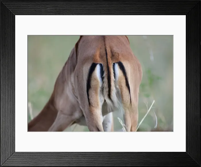 Framed Print : Picture No. 10895693 Framed Print : Picture No. 10895693