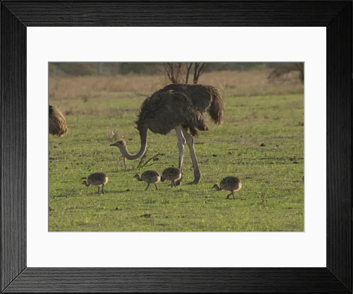 Framed Print : Picture No. 10895692 Framed Print : Picture No. 10895692