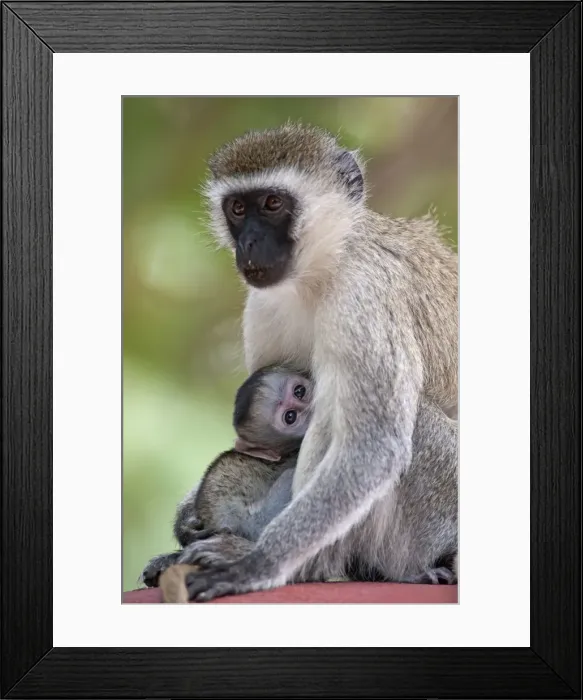 Framed Print : Picture No. 10895689 Framed Print : Picture No. 10895689
