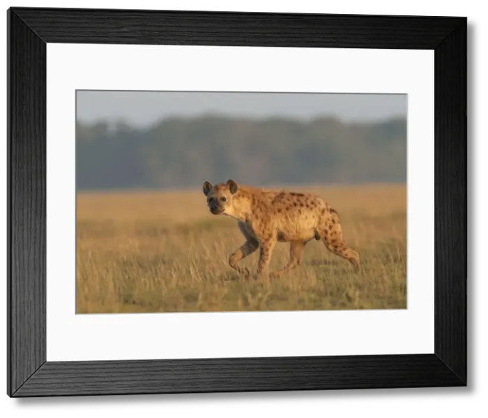 Framed Print : Picture No. 10895698